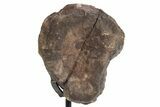 Fossil Theropod Vertebra Section w/ Metal Stand - Colorado #363575-2